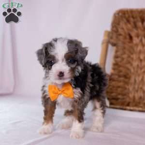 Kricket, Mini Bernedoodle Puppy